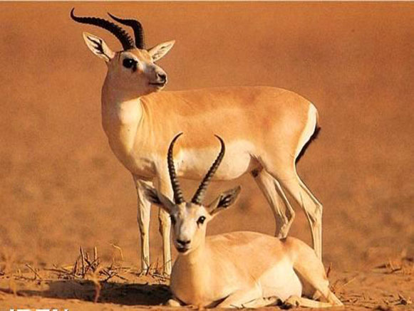 Iran Wild Life Ecosystem