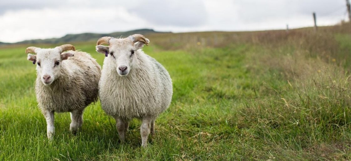 The Icelandic model who shears sheep